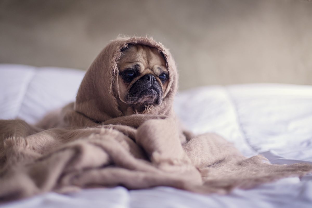 毛布をかぶった犬